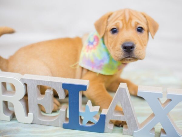 Mini Walrus-DOG-Male-FAWN-13612-Petland Wichita, Kansas