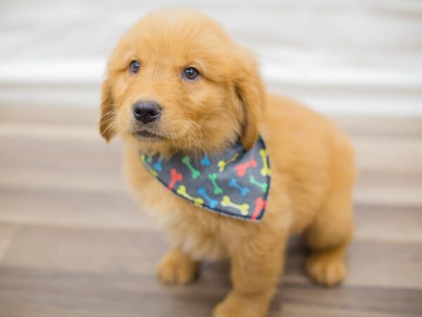 Golden Retriever DOG Male Golden 13620 Petland Wichita, Kansas