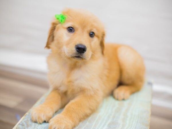 Golden Retriever DOG Female Golden 13619 Petland Wichita, Kansas