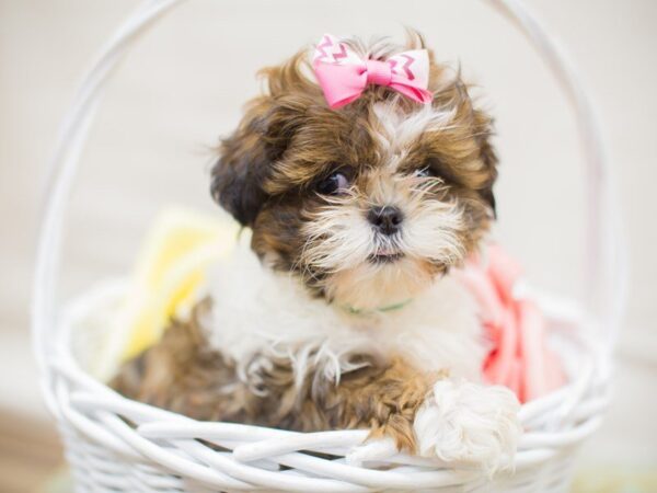 Shih Tzu DOG Female Brown & White 13621 Petland Wichita, Kansas