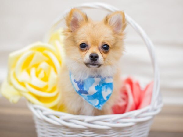 Pomchi DOG Male GOLD 13624 Petland Wichita, Kansas