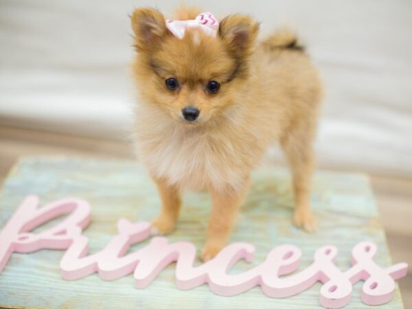 Pomeranian DOG Female RED SABLE 13623 Petland Wichita, Kansas