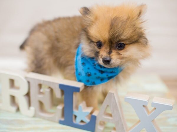 Pomeranian DOG Male RED SABLE 13622 Petland Wichita, Kansas