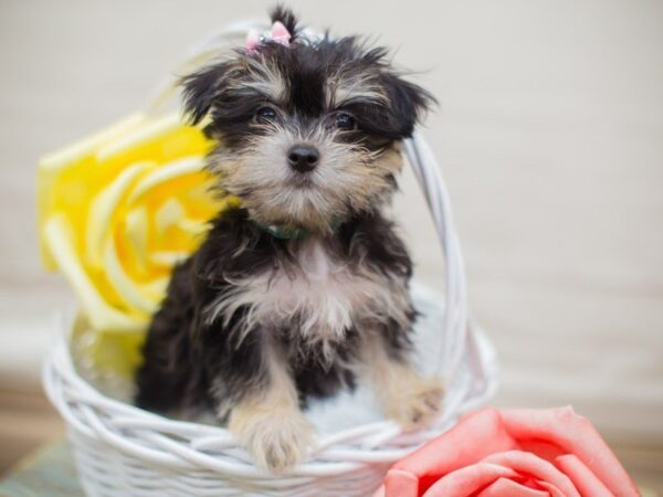 Milky DOG Female Black and Tan 13618 Petland Wichita, Kansas