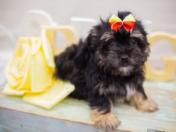 Milky DOG Female Black and Tan (Fluffiest) 13616 Petland Wichita, Kansas