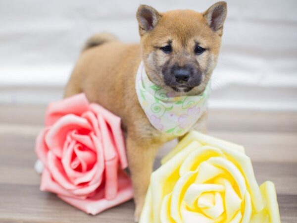 Shiba Inu DOG Female Red 13615 Petland Wichita, Kansas