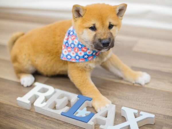 Shiba Inu DOG Male Red 13614 Petland Wichita, Kansas