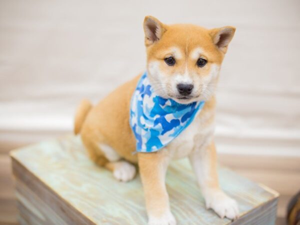 Shiba Inu-DOG-Male-Red-13613-Petland Wichita, Kansas