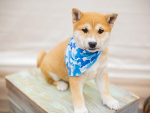 Shiba Inu DOG Male Red 13613 Petland Wichita, Kansas