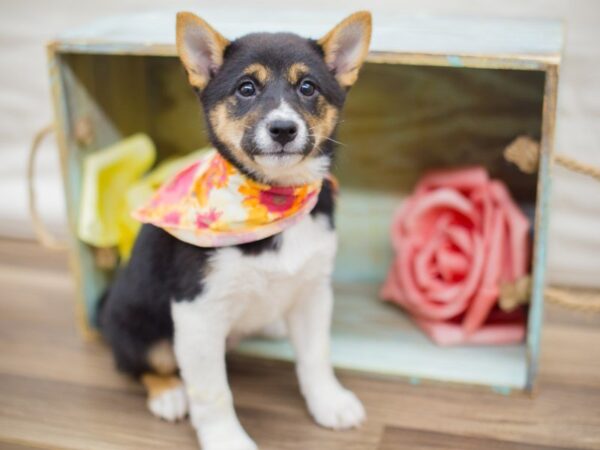 Shiba Inu DOG Female tri color 13611 Petland Wichita, Kansas