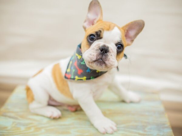 French Bulldog DOG Male Tan and white 13609 Petland Wichita, Kansas