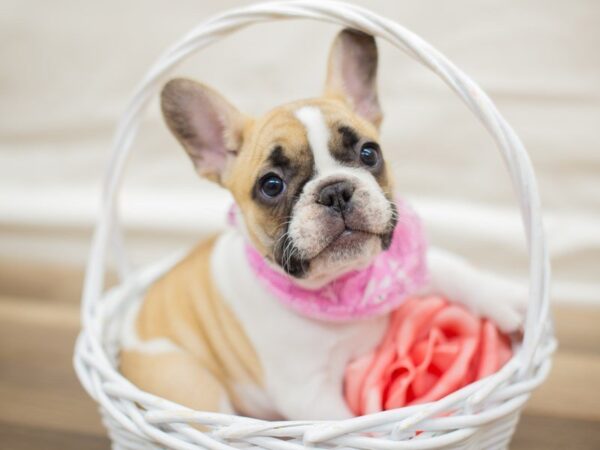 French Bulldog DOG Female Sable and white 13608 Petland Wichita, Kansas