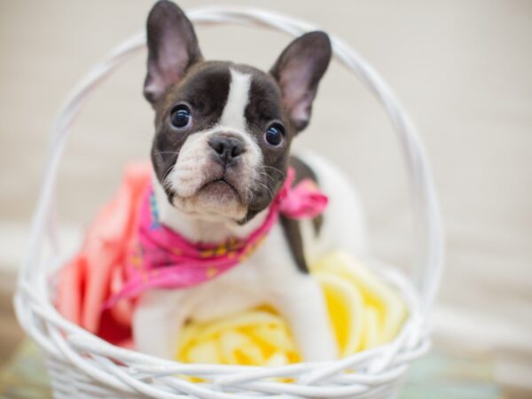 French Bulldog DOG Female Brindle and white 13607 Petland Wichita, Kansas