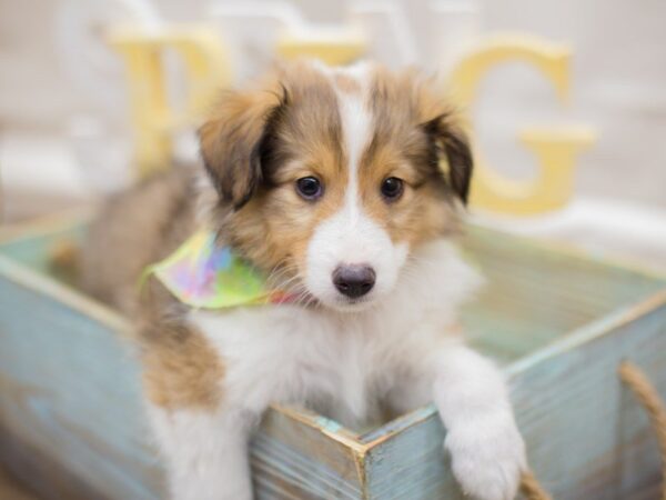 Shetland Sheepdog DOG Male Sable & White 13606 Petland Wichita, Kansas