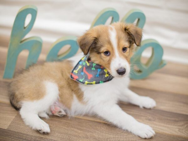 Shetland Sheepdog-DOG-Male-Sable & White-13605-Petland Wichita, Kansas