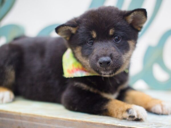 Shiba Inu-DOG-Male-Black and Tan-13645-Petland Wichita, Kansas