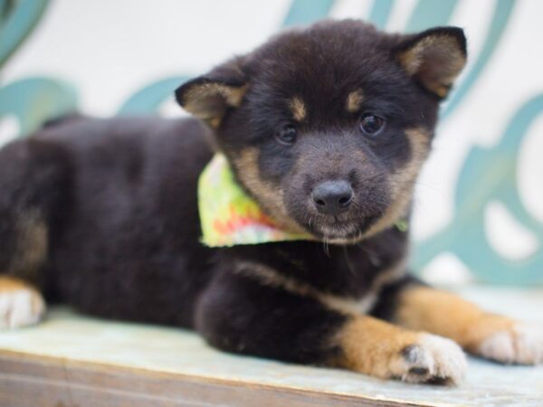 Shiba Inu DOG Male Black and Tan 13645 Petland Wichita, Kansas