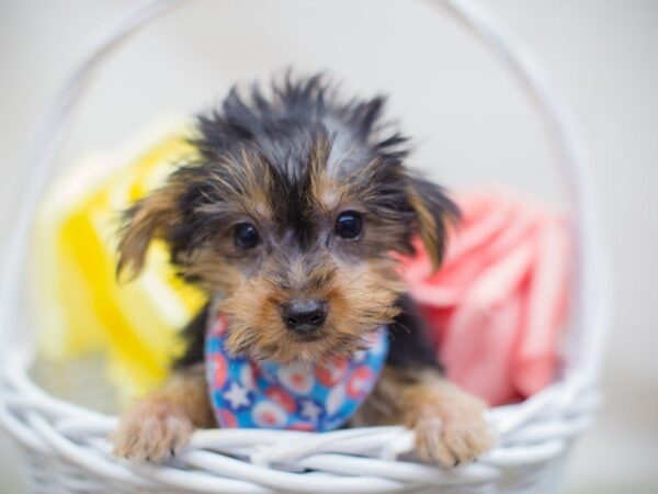 Morkie DOG Male Black and Tan 13644 Petland Wichita, Kansas