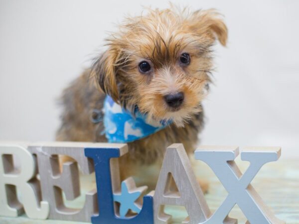 Morkie DOG Male Gold 13643 Petland Wichita, Kansas