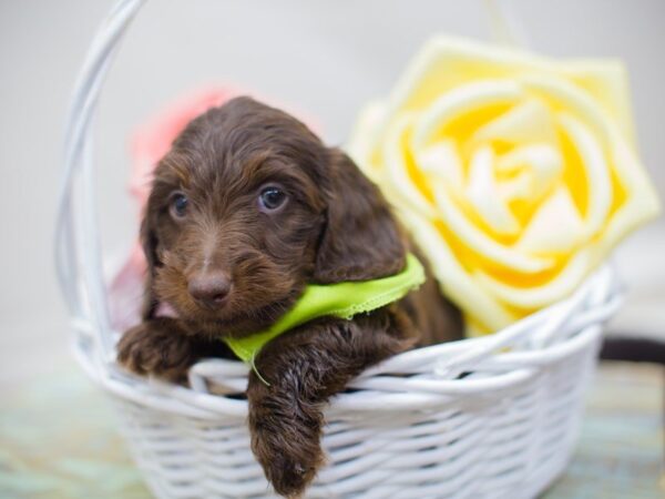 Miniature Dachshund DOG Male Chocolate Long Haired 13646 Petland Wichita, Kansas