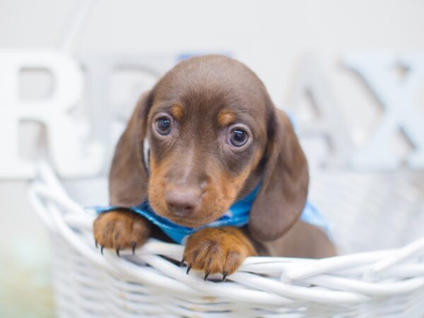 Miniature Dachshund DOG Male Chocolate and Tan 13647 Petland Wichita, Kansas