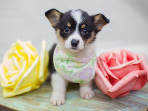 Pembroke Welsh Corgi DOG Female Black Tri Color 13642 Petland Wichita, Kansas