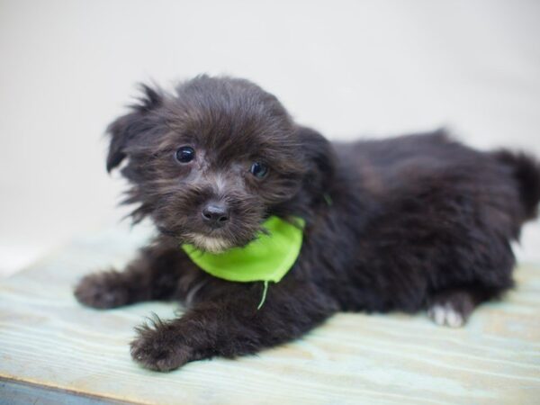 Havanese DOG Male Black 13641 Petland Wichita, Kansas