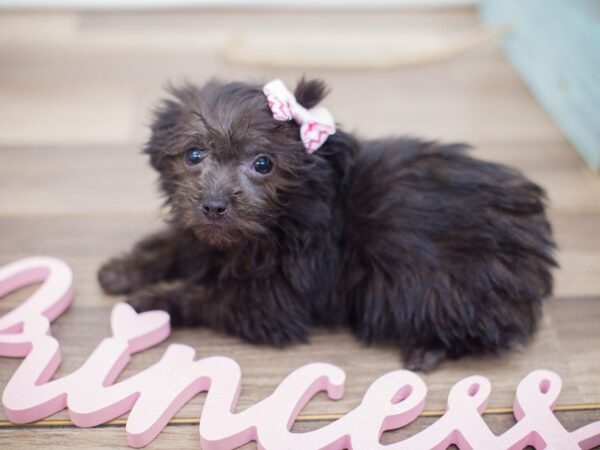 Havanese DOG Female Black 13640 Petland Wichita, Kansas