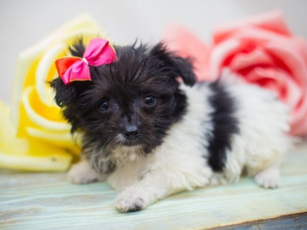 Havanese DOG Female Black and White 13639 Petland Wichita, Kansas