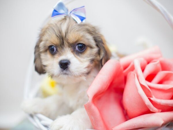 Cava Apso DOG Female Brown and White 13638 Petland Wichita, Kansas