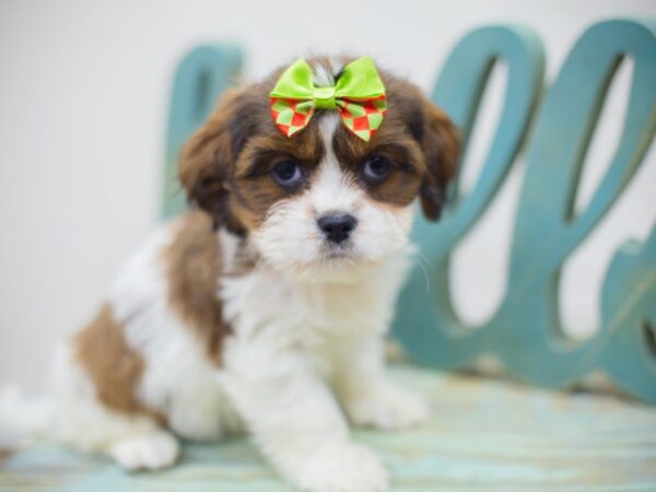 Cava Apso DOG Female Brown and White 13637 Petland Wichita, Kansas