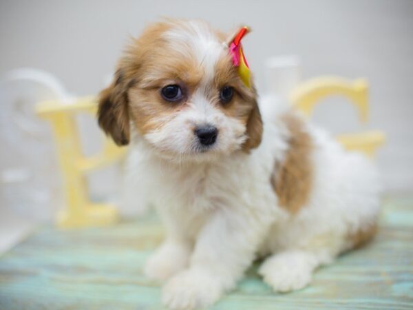 Cava Apso-DOG-Female-Brown and White-13636-Petland Wichita, Kansas