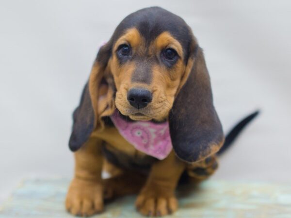 Basset Hound DOG Female BLACK, TAN & WHITE 13635 Petland Wichita, Kansas