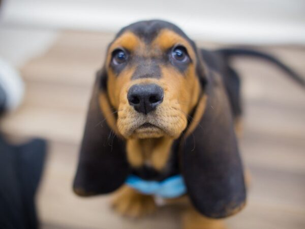 Basset Hound DOG Male BLACK, TAN & WHITE 13634 Petland Wichita, Kansas