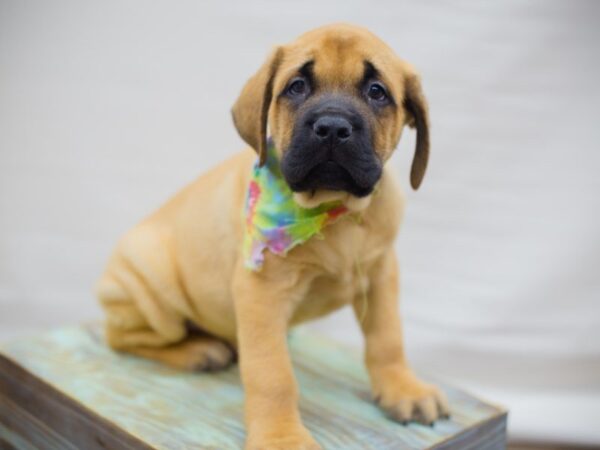 English Mastiff DOG Female Fawn with Black Mask 13633 Petland Wichita, Kansas