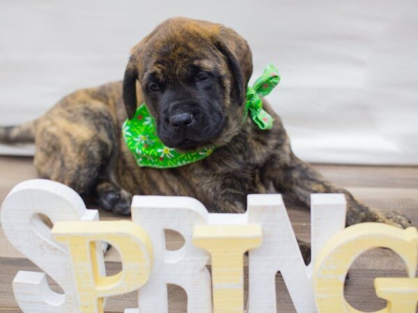 English Mastiff DOG Male Brindle 13632 Petland Wichita, Kansas