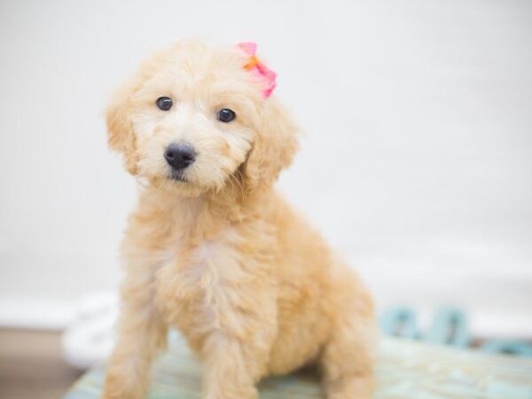 F1B Goldendoodle DOG Female APRICOT 13631 Petland Wichita, Kansas