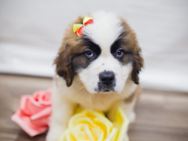 Saint Bernard DOG Female Red and White 13630 Petland Wichita, Kansas