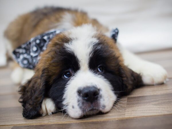 Saint Bernard-DOG-Male-Red and White-13629-Petland Wichita, Kansas