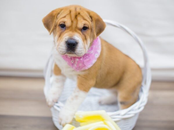 Mini Walrus DOG Female RED & WHITE 13628 Petland Wichita, Kansas