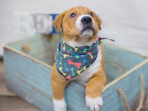 Mini Walrus DOG Male RED & WHITE 13627 Petland Wichita, Kansas