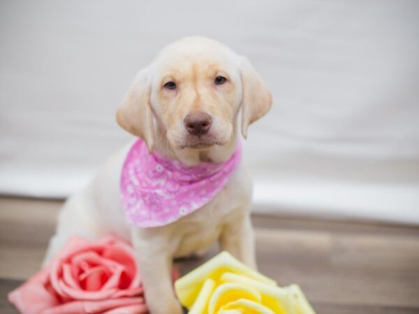 Labrador Retriever DOG Female Yellow 13626 Petland Wichita, Kansas