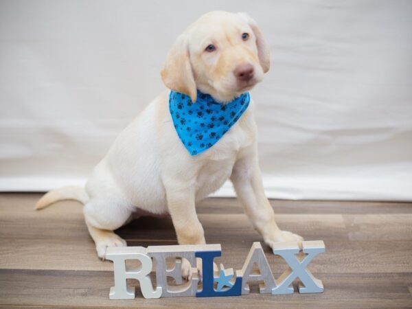 Labrador Retriever-DOG-Male-Yellow-13625-Petland Wichita, Kansas
