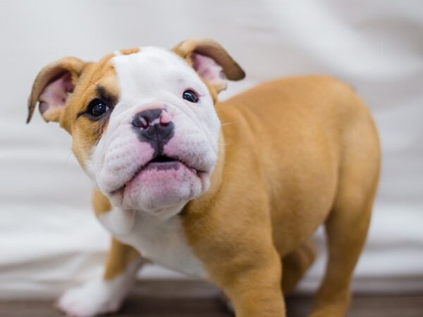 English Bulldog DOG Female 13555 Petland Wichita, Kansas