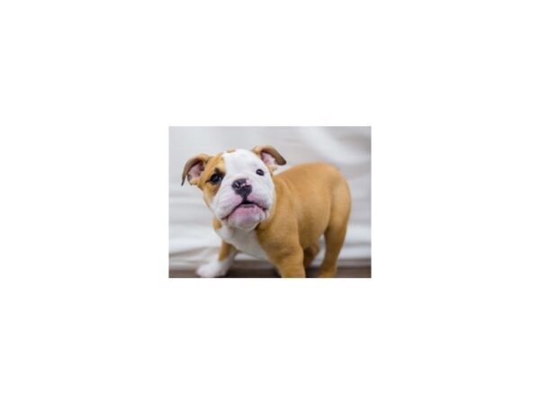 English Bulldog DOG Male Fawn and White 13400 Petland Wichita, Kansas