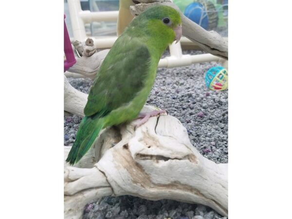 parrotlet BIRD Female green 13669 Petland Wichita, Kansas