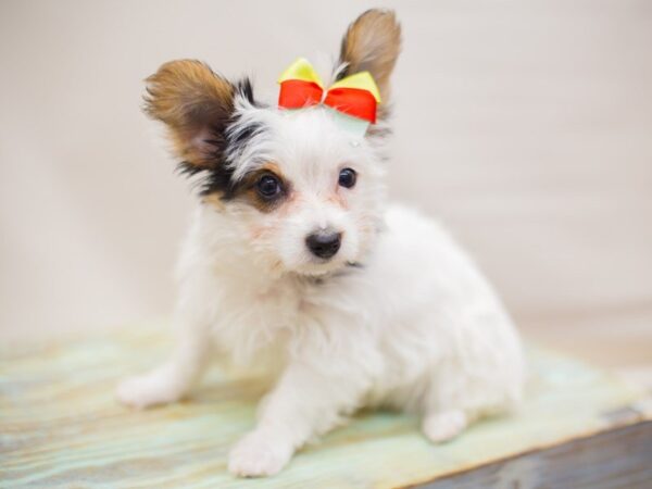 Yorkie-DOG-Female-BLACK & WHITE PARTI-13662-Petland Wichita, Kansas