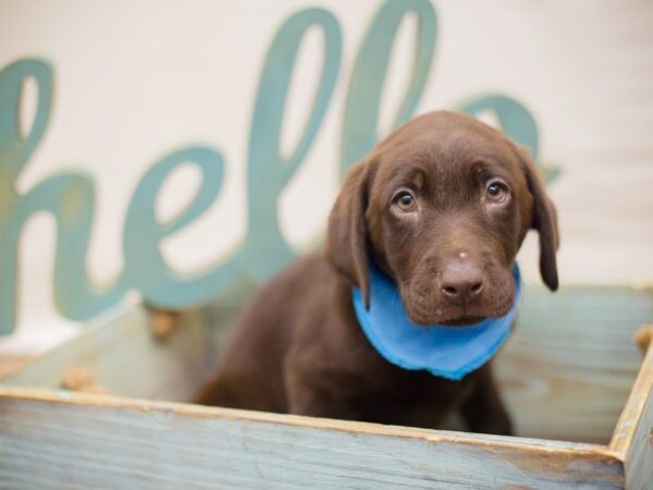 Labrador Retriever-DOG-Male-Chocolate-13651-Petland Wichita, Kansas