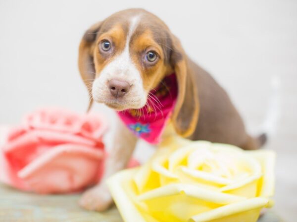 Beagle DOG Female Chocolate Tri Color 13650 Petland Wichita, Kansas