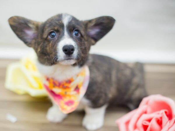 Cardigan Welsh Corgi-DOG-Female-Brindle and White-13668-Petland Wichita, Kansas